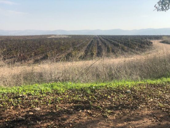 agricultural land in Israel