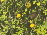 fruit trees in israel
