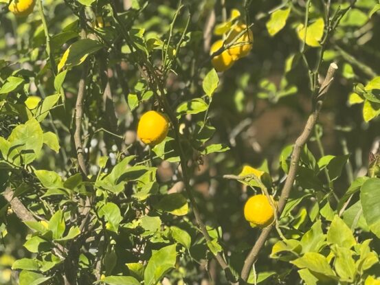 fruit trees in israel